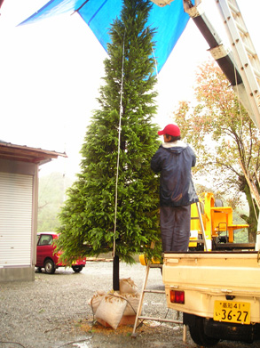 2006年11月 特注 ゴールドクレスト クリスマスツリー 5m 岩や