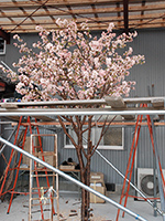 奈良公園 イベント用 桜 3.5m
