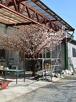 2017年4月 ドバイ 桜 人工樹木 高さ3.8m 幅6m