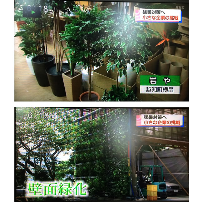 RKC放送「こうちeye」にて弊社の「壁面緑化」事業への取り組みを紹介