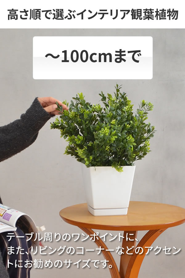 人工観葉植物 グリーンカポック 100 ポット付き 高さ100cm （P44-91827