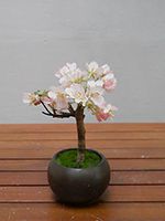  桜 盆栽