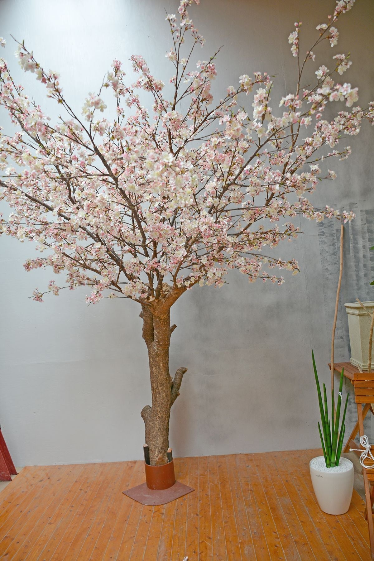 2017年7月 千葉県 写真館 桜 高さ2.7m